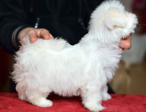 Perritos Bichon Maltes Raza Pequeña Garantia De Raza Y Salud