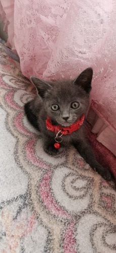 Azul Ruso De 2 Meses