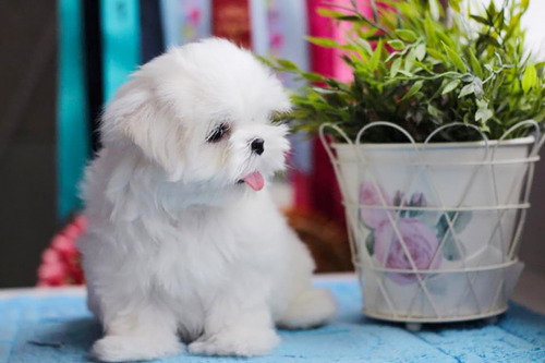 Cachorros Bichon Maltes Raza Pequeña Con Vacuna