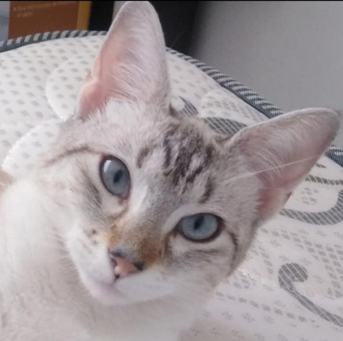 Gatita Siames Linda Bebe- Ojos Azules. 4 Meses.tranquila.