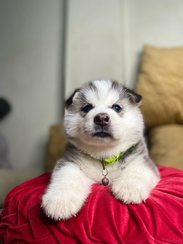 Cachorro Husky Siberiano Macho De 3 Meses