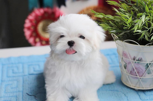 Cachorros Bichon Maltes Raza Pequeña Con Vacuna